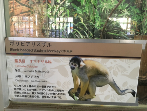 アドベンチャーワールドの黄色いお猿