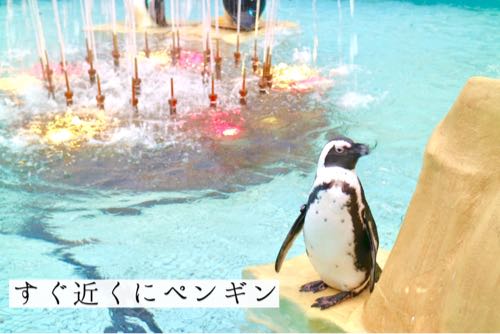 アドベンチャーワールドのペンギン